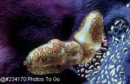 Cowries & purple coral