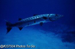 Giant barracuda