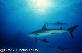 Reef sharks