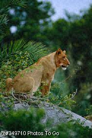 Lioness